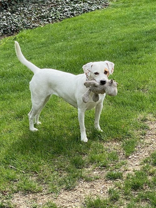 Poppy, adoptable senior Labrador Retriever in Westminster, MD