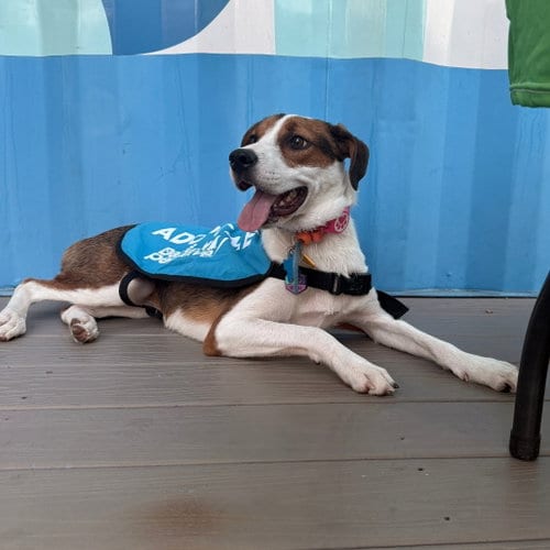 Photo of Marigold, adoptable senior Mountain Cur in Dallas, Texas