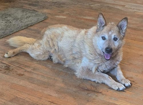Photo of Buster, adoptable senior Australian Cattle Dog/Blue Heeler in Salt Lake City, Utah