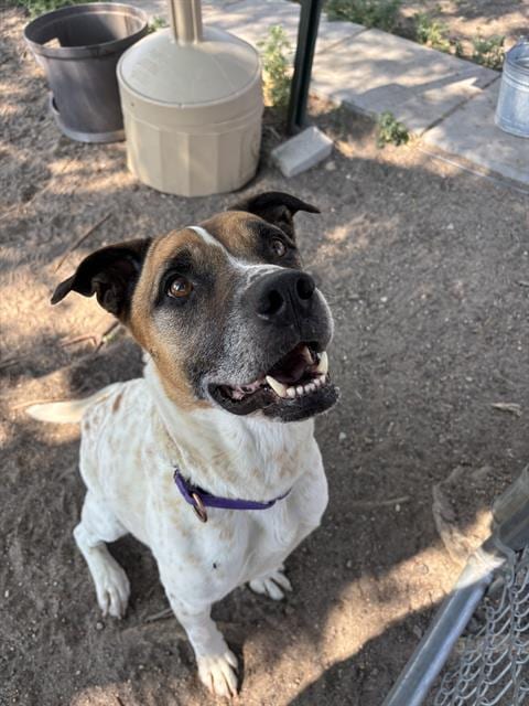 Photo of Penny, adoptable senior Australian Cattle Dog/Blue Heeler in Aurora, Colorado