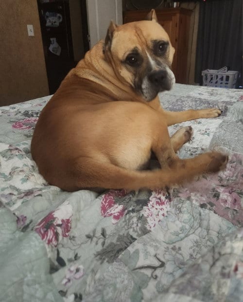 Photo of Rocky, adoptable senior American Staffordshire Terrier in Shreveport, Louisiana