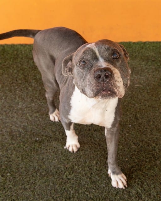 Photo of Linna, adoptable senior American Bulldog mix in Miami, Florida