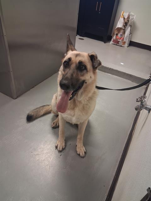 Photo of Roxy, adoptable senior German Shepherd Dog in Bakersfield, California