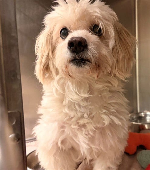Photo of Chico, adoptable senior Maltese in Rancho Cucamonga, California