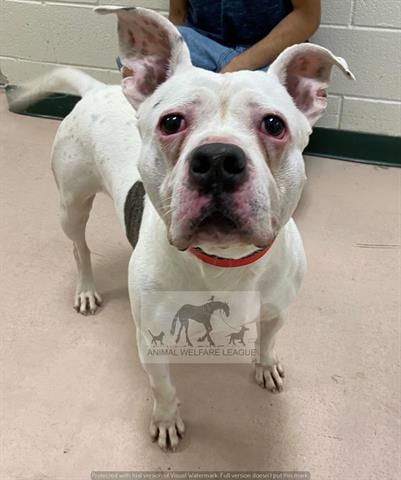 Photo of Henry, adoptable senior American Bulldog in Chicago Ridge, Illinois