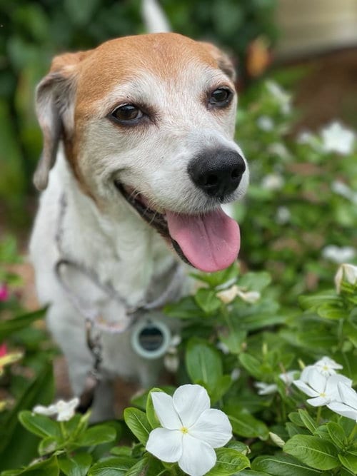 Photo of Hattie, adoptable senior Beagle in Royal Palm Beach, Florida