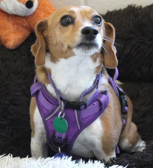 Photo of Callie, adoptable senior Beagle in Fairfax, Virginia