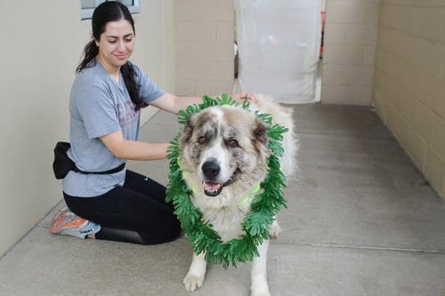 Photo of Echo (In Foster), adoptable senior Great Pyrenees in McKinney, Texas