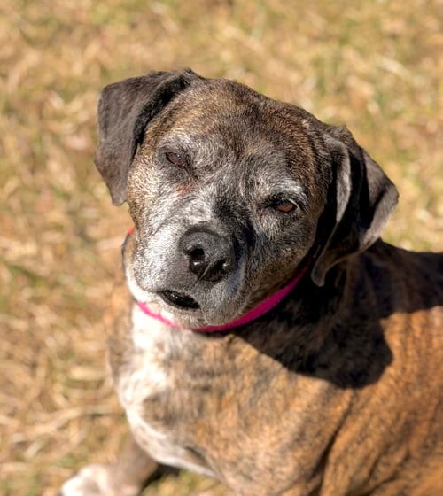 Photo of Mocha, adoptable senior Hound in Arlington, Vermont