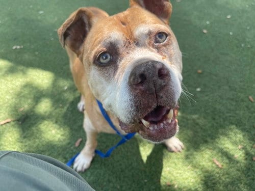 Photo of Maggie May, adoptable senior Unknown breed (short coat) in Gainesville, Florida