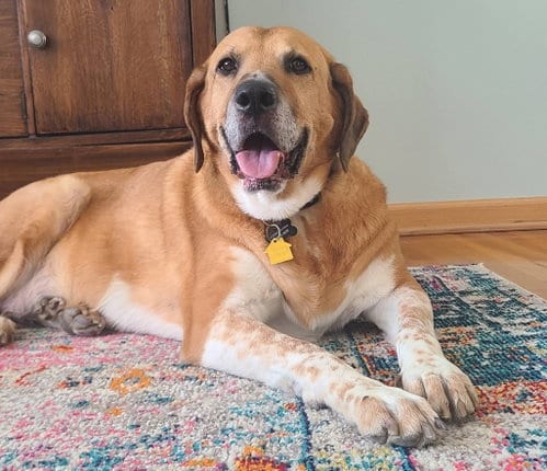 Photo of Gunner Dixon, adoptable senior Hound in Rockaway, New Jersey