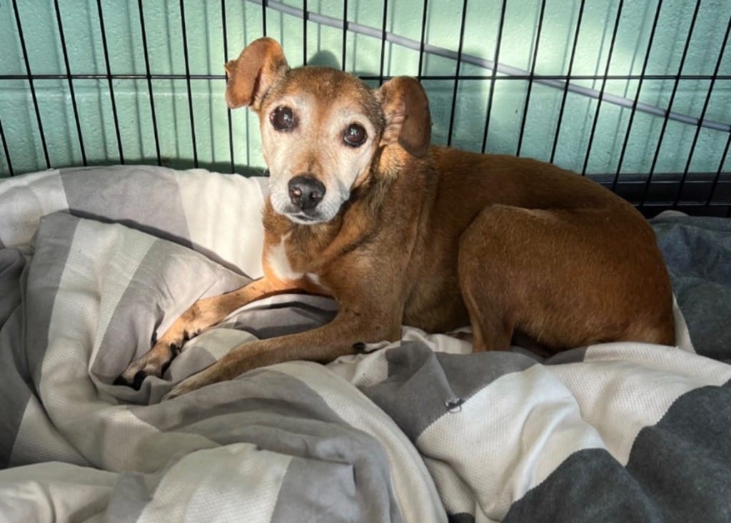 Photo of Bessie, adoptable senior Chihuahua in Chickamauga, Georgia