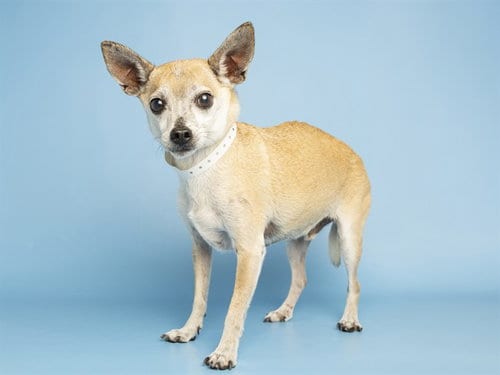 Photo of Chalupa, adoptable senior Chihuahua in Phoenix, Arizona