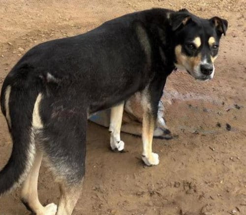 Photo of Annie, adoptable senior Australian Cattle Dog/Blue Heeler in Albuquerque, New Mexico