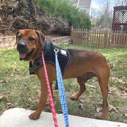 Photo of Dozer, adoptable senior Hound (Unknown Type) in Frederick, Maryland