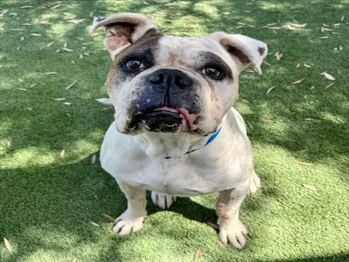 Photo of Big Ed, adoptable senior Boxer in Los Angeles, California
