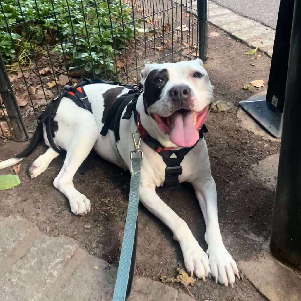 Photo of Yoyo, adoptable senior Terrier, American Staffordshire / Mixed Breed (Medium) in Whitestone, New York