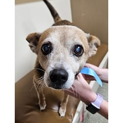 Photo of Jax, adoptable senior Pembroke Welsh Corgi in Irmo, South Carolina