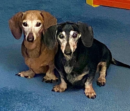 Photo of Mara & Emily, adoptable senior Dachshund in Tampa, Florida
