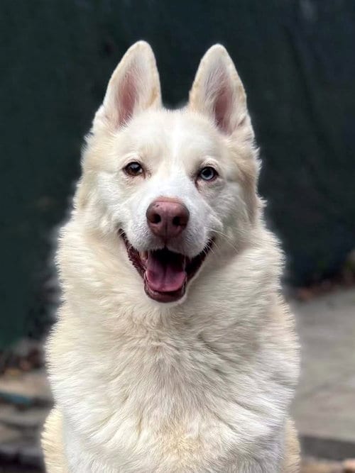 Maverick, adoptable senior Siberian Husky in Matawan, NJ