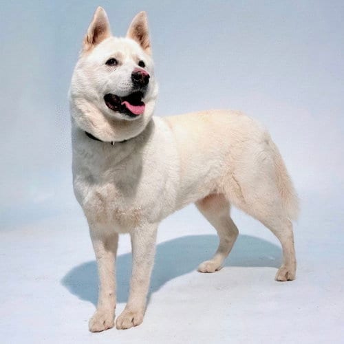 Photo of Trudy, adoptable senior Husky in Oakland, California