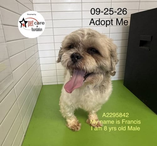 Photo of Francis, adoptable senior Shih Tzu in Los Angeles, California