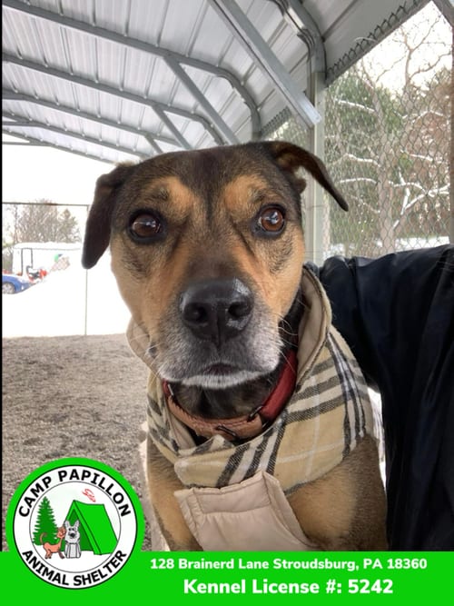 Chase, adoptable senior Hound in Stroudsburg, PA