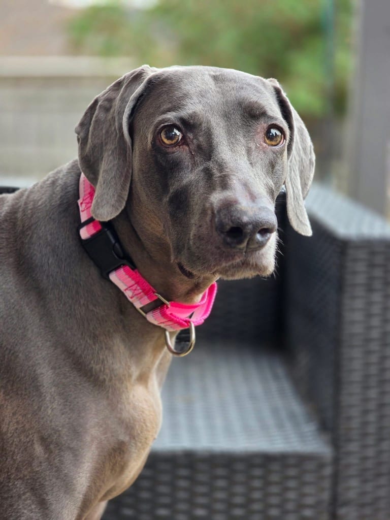 Photo of Bailey, adoptable senior Weimaraner in Arkansas