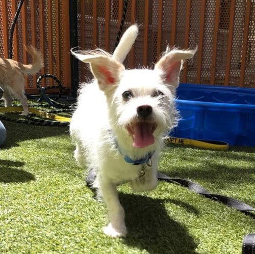 Photo of Mochi, adoptable senior Chihuahua in Las Vegas, Nevada