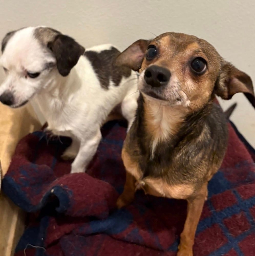 Photo of Mable & Oliver, adoptable senior Chihuahua in Dana Point, California