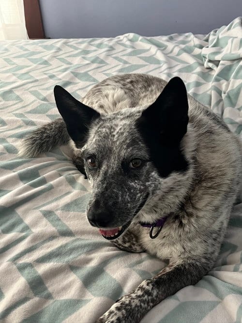Sparkie, adoptable senior Australian Cattle Dog/Blue Heeler in Kewanee, IL