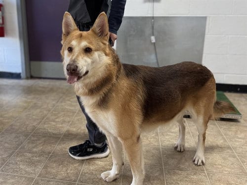 Photo of Hockey, adoptable senior Husky in Raleigh, North Carolina