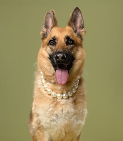 Photo of Shark, adoptable senior dog in Atlanta, Georgia
