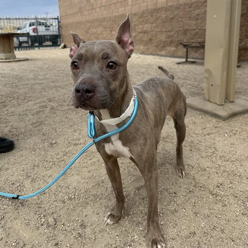 Photo of Willow Scout, adoptable senior Pit Bull Terrier in Thousand Palms, California