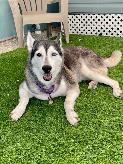 Photo of Lily, adoptable senior Siberian Husky in Marathon, Florida