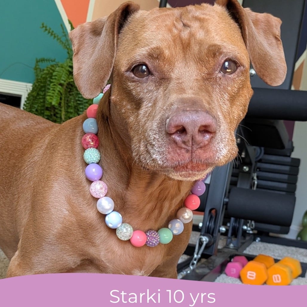 Photo of Starki, adoptable senior Beagle / Mixed Breed (Medium) in Maryland, Maryland