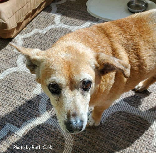 Photo of Trixie, adoptable senior Terrier in Oak Ridge, Tennessee