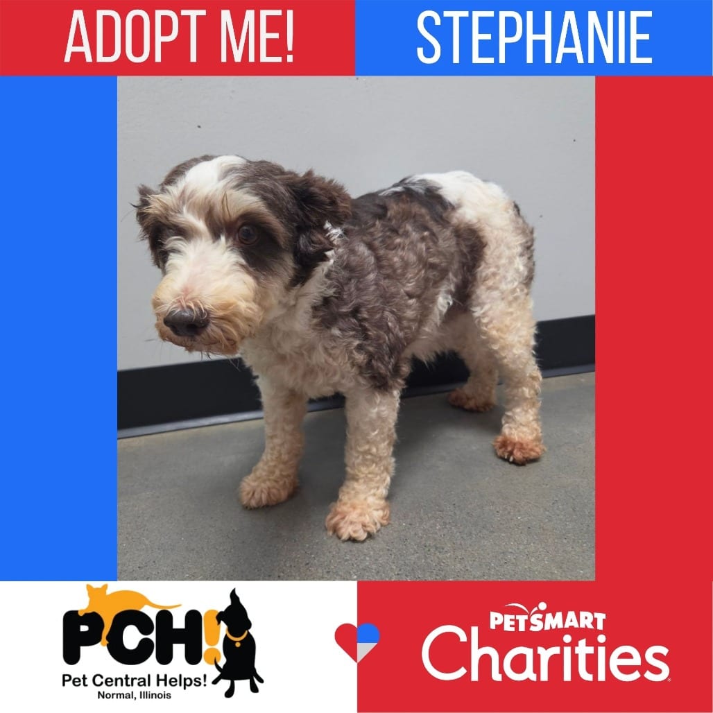 Photo of Stephanie, adoptable senior Schnauzer, Miniature in Normal, Illinois