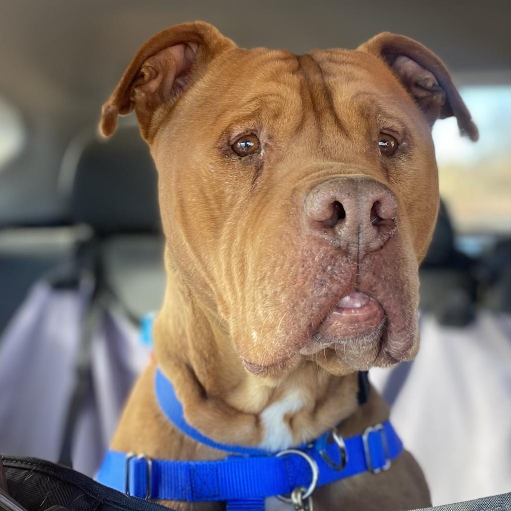 Photo of Neon, adoptable senior Terrier, American Pit Bull in Kanab, Utah