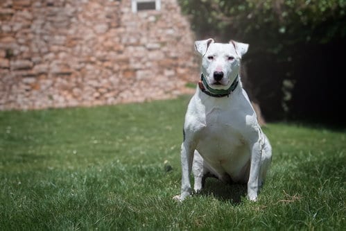 Photo of Moo, adoptable senior Bull Terrier in Boston, Kentucky