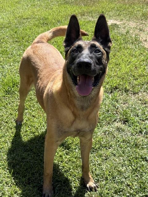 Photo of Steve, adoptable senior Belgian Shepherd Malinois in Riverside, California