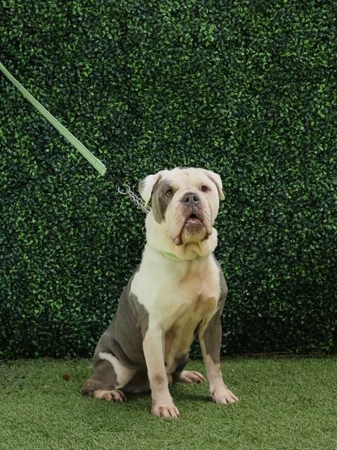 Photo of Finn, adoptable senior English Bulldog in Naples, Florida