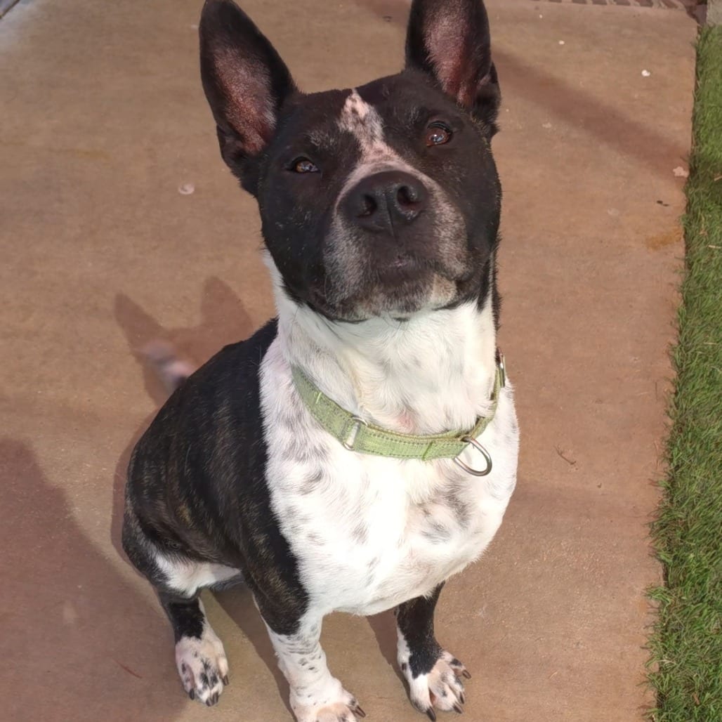 Photo of Mason, adoptable senior Cattle Dog, Australian (Red Heeler) in San Antonio, Texas