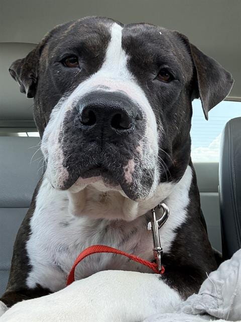 Photo of Buck, adoptable senior American Bulldog in San Antonio, Texas