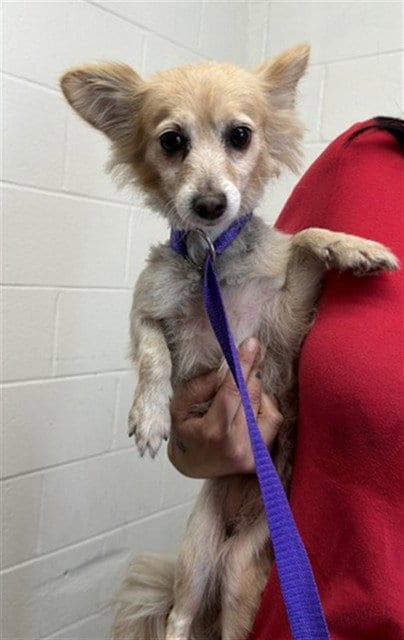 Photo of Autumn, adoptable senior Chihuahua in San Bernardino, California