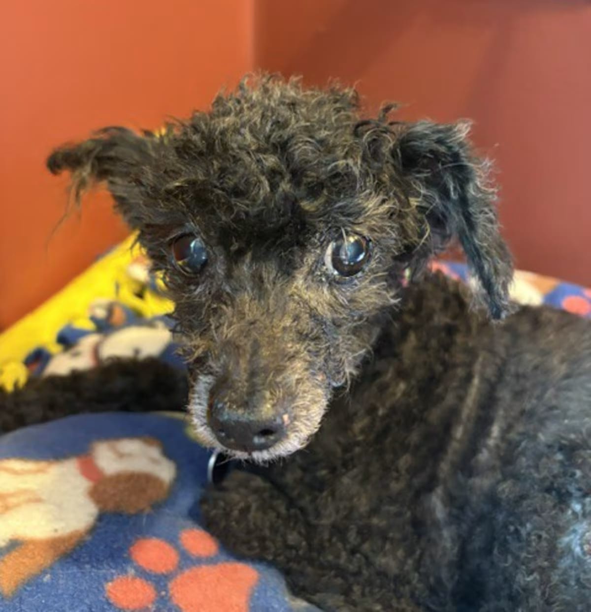 Photo of Angel, adoptable senior Poodle (Miniature) in Rockville, Maryland