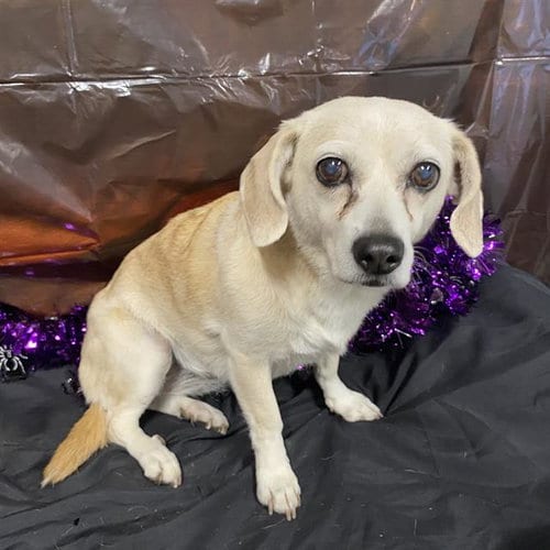 Photo of Sis, adoptable senior Chihuahua in Modesto, California