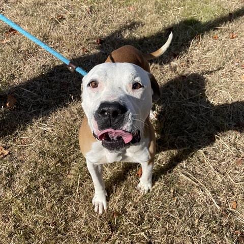 BOLT, adoptable senior Pit Bull Terrier in Greensbo, NC