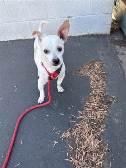 Photo of Kiki, adoptable senior Chihuahua in Los Angeles, California