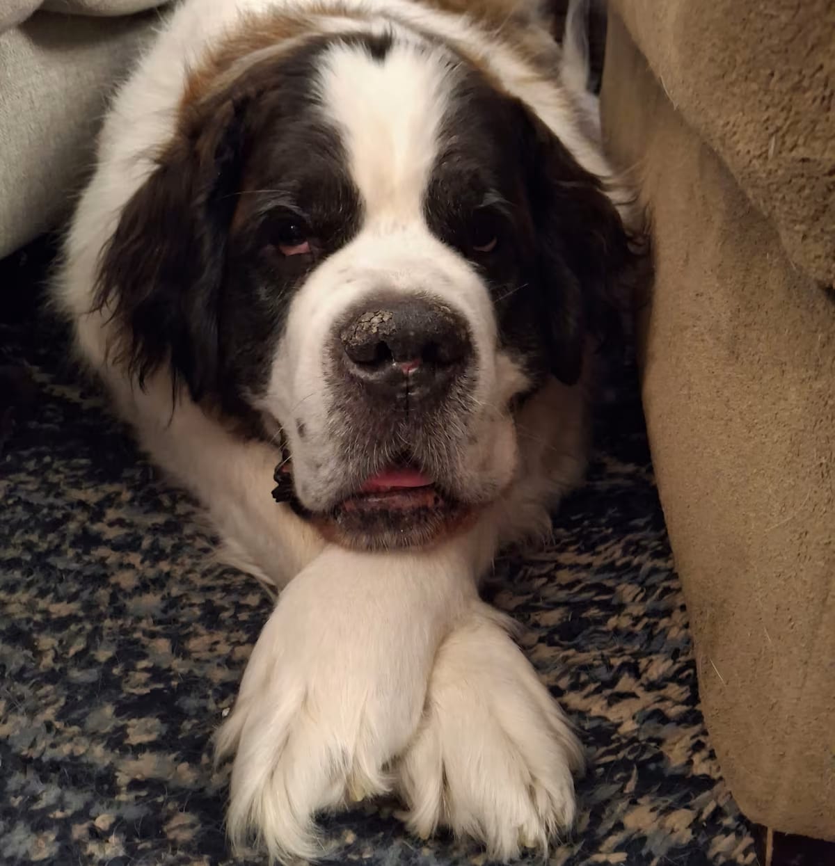 Photo of Gus, adoptable senior St. Bernard in Denver, Colorado